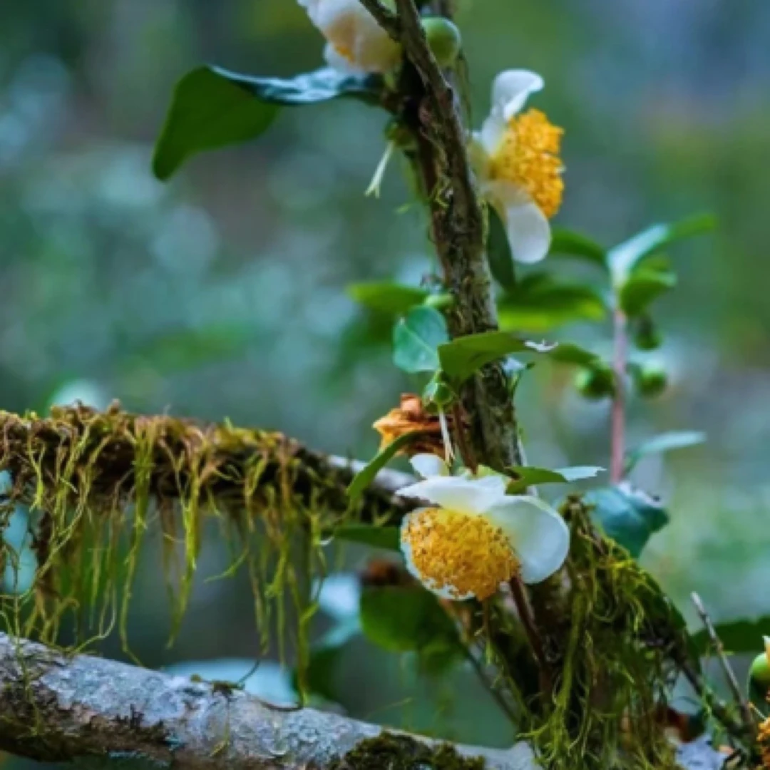 沐尚良岩2号改价链接（慎拍）岩茶大红袍肉桂