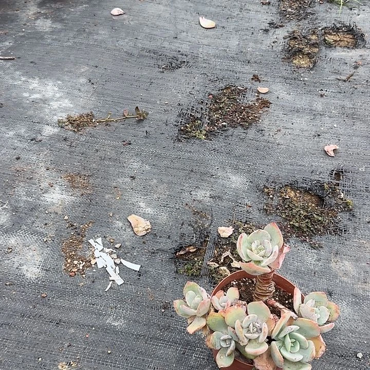 $****$021不售后白凤脱发货不退不换