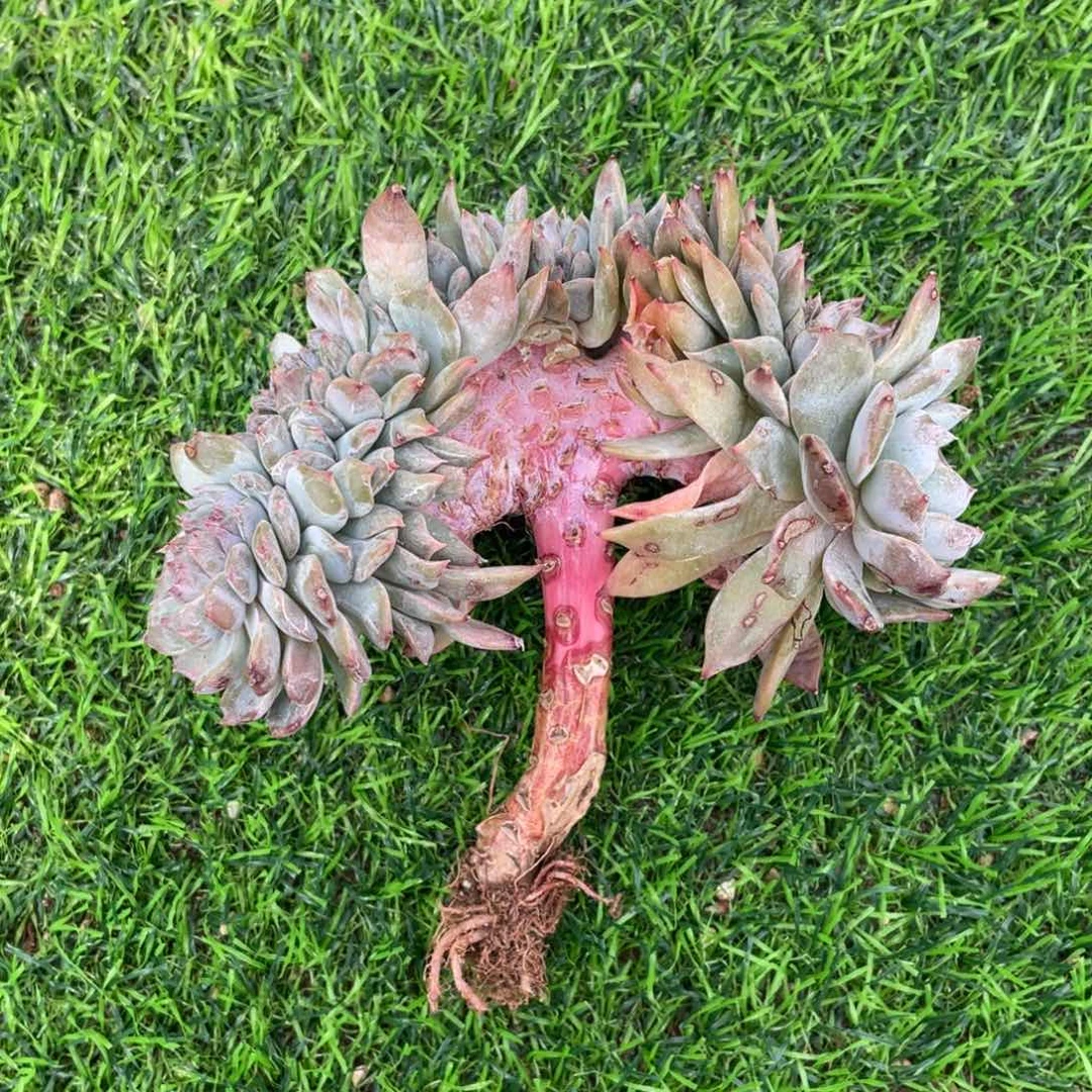 琥珀棒棒糖缀化多肉植物