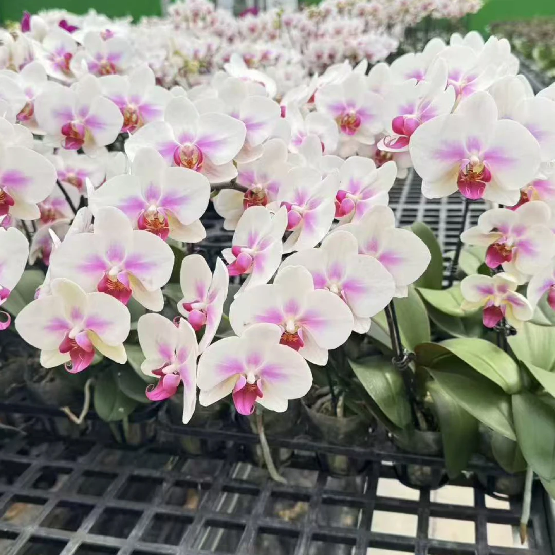 【只发新疆 新疆包邮】小婚纱蝴蝶兰