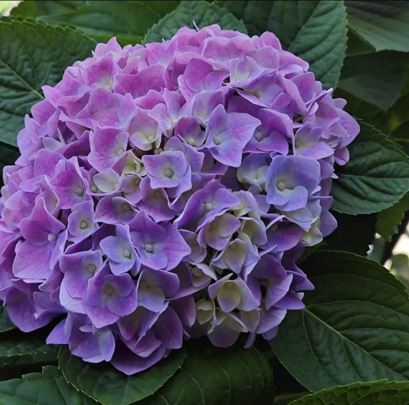 5加仑露天绣球【魔幻贝拉】 新手好养 耐热耐寒 直立大花 花卉盆栽