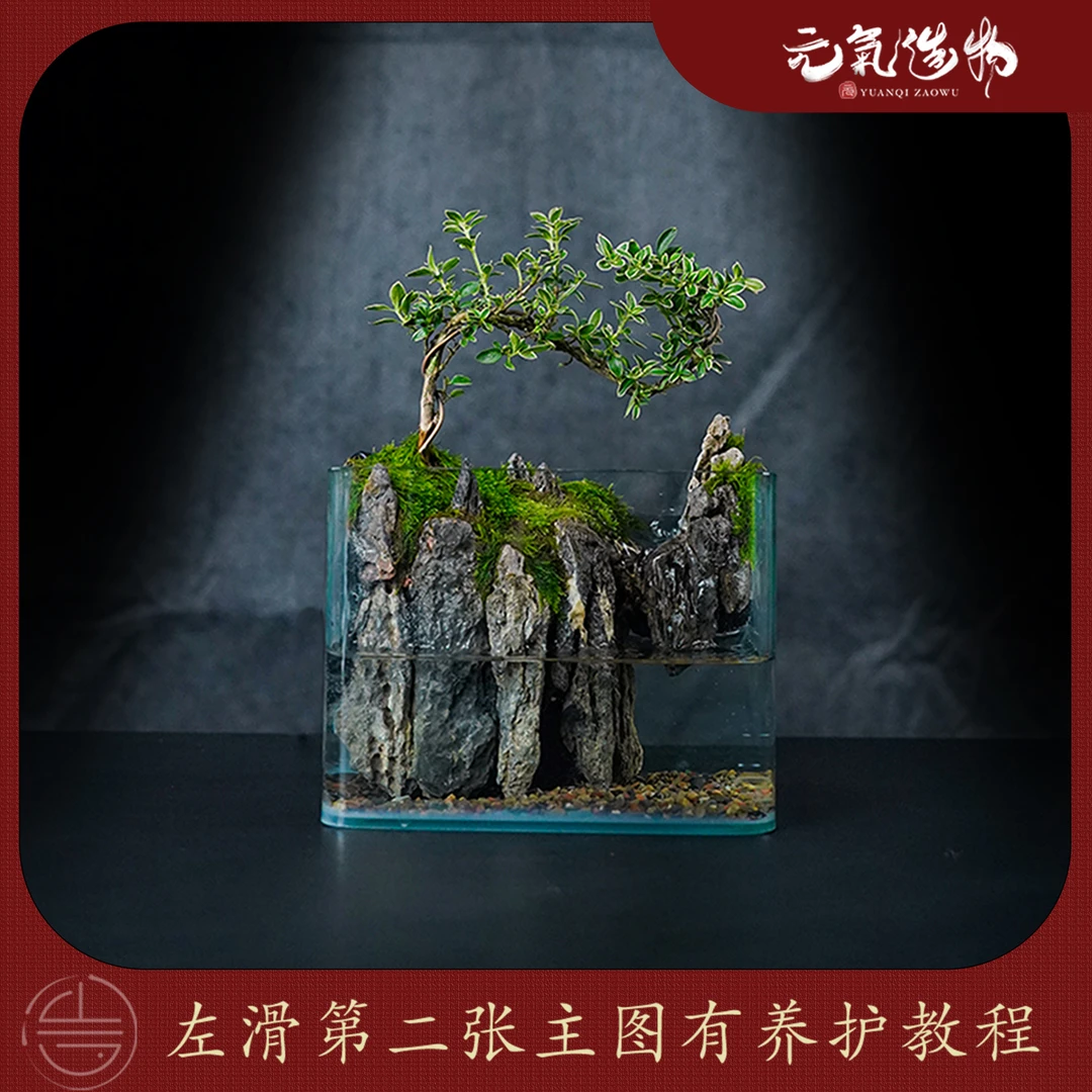 【王】见山—创意桌面微景观金边六月雪流水绿植生态鱼缸（18*12*16）