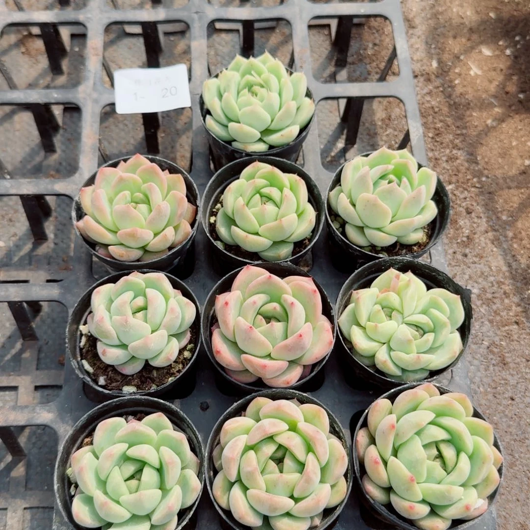 绿菜宽叶珍妮十棵量拍1-20
