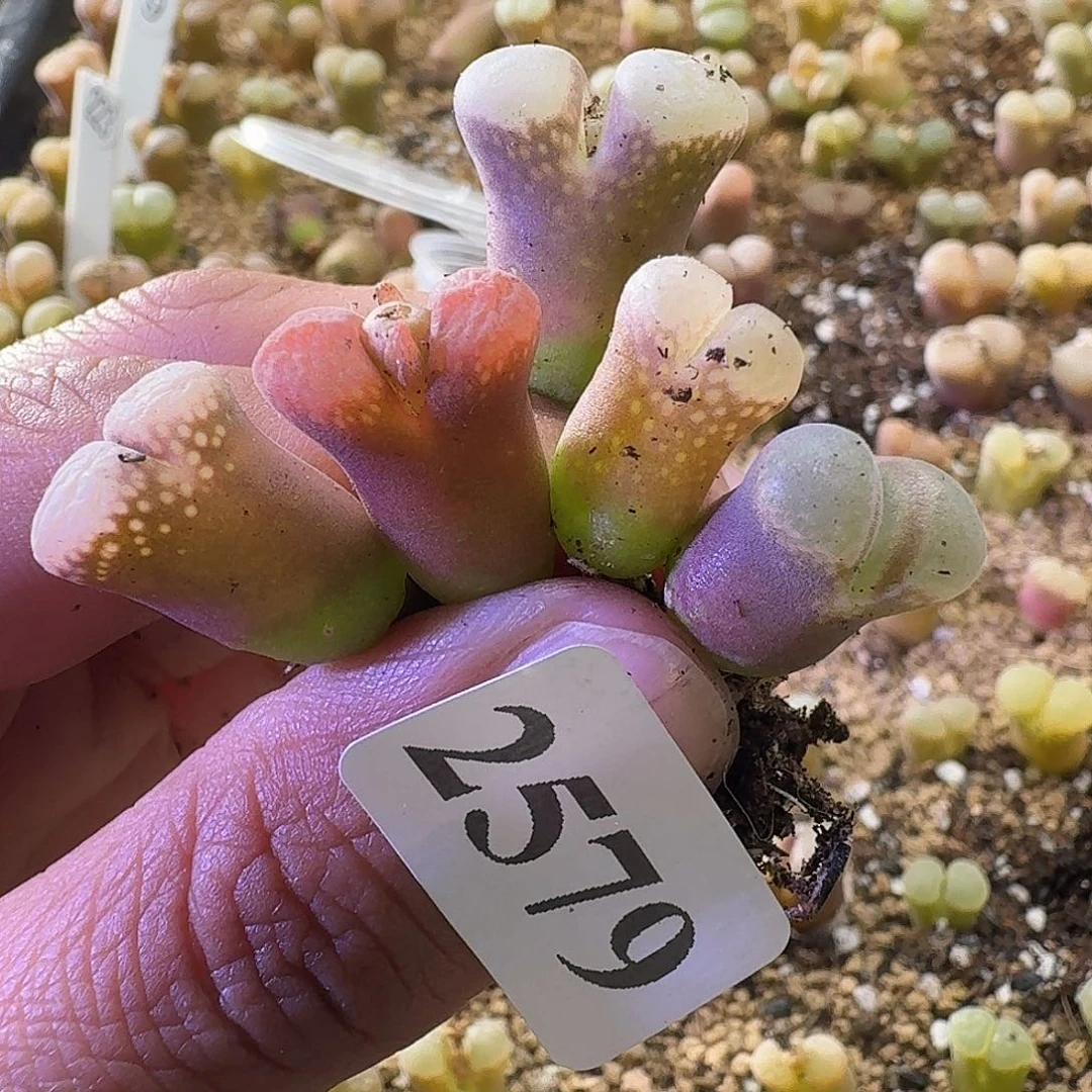 可***你2579风铃玉5颗哈哈