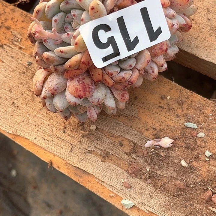 变*龙多肉植物一物一拍