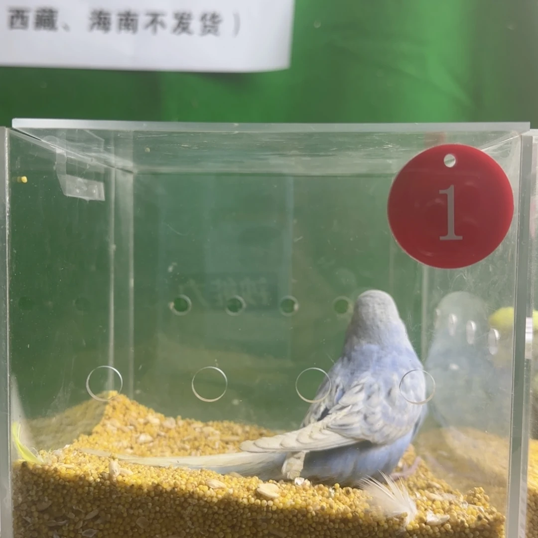 虎皮鹦鹉大头鹦鹉