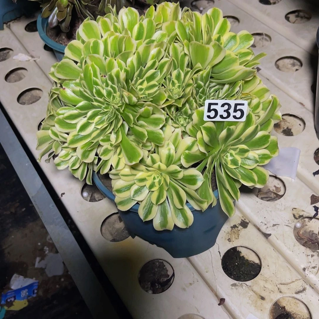 法师法师7/16包邮法师