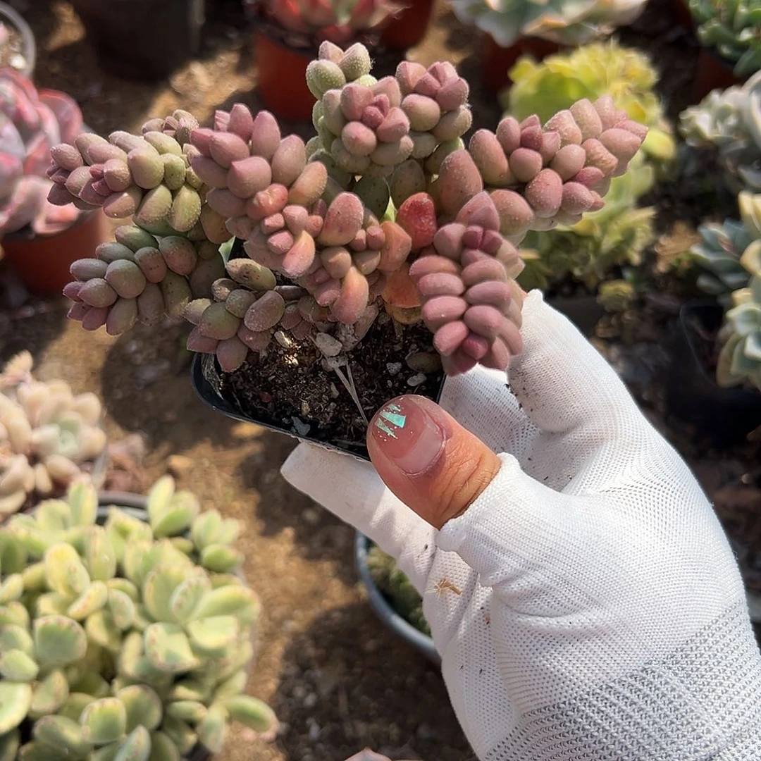 多肉植物寿桃老庄
