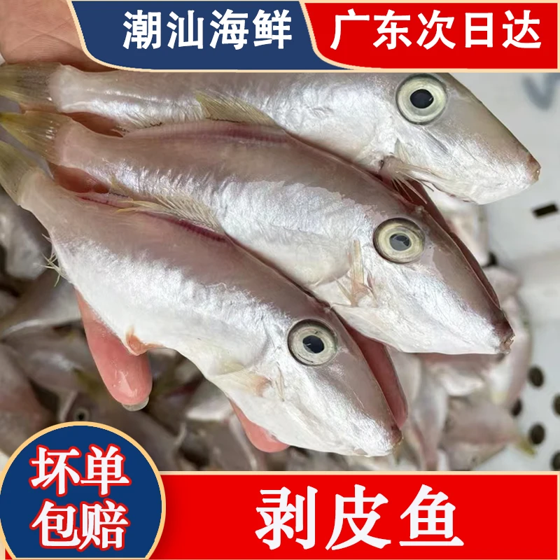 剥皮鱼【适合打火锅】小扒皮鱼耗儿鱼马面鱼鱼剥皮牛