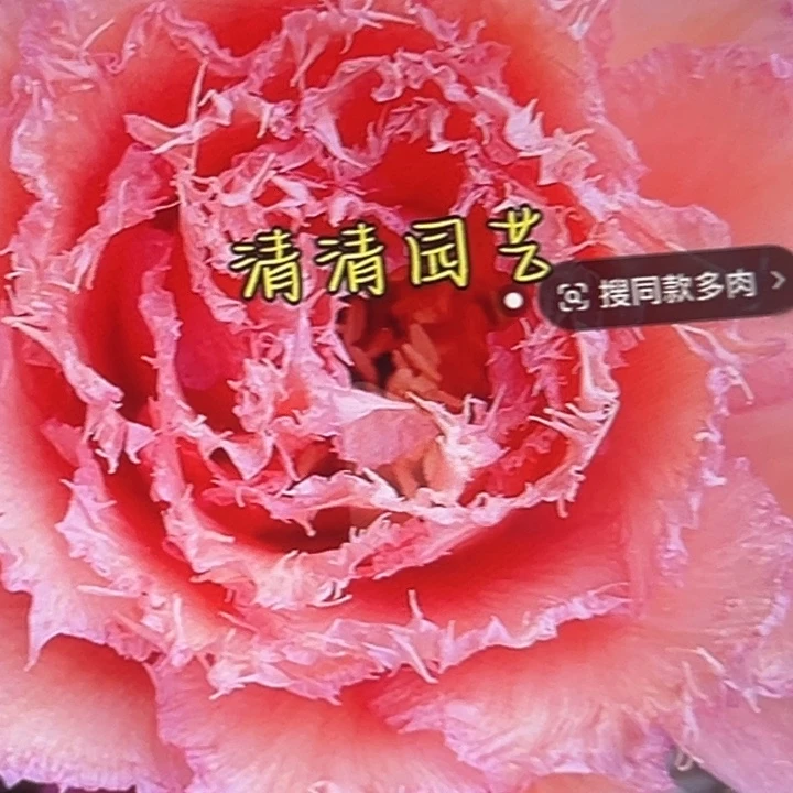 清清360根瑕疵歪仙人球