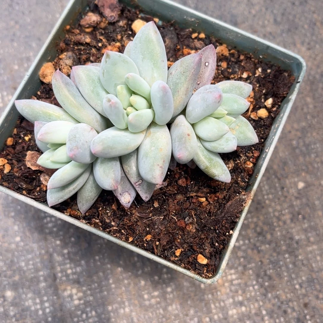 香**里多肉植物多肉植物