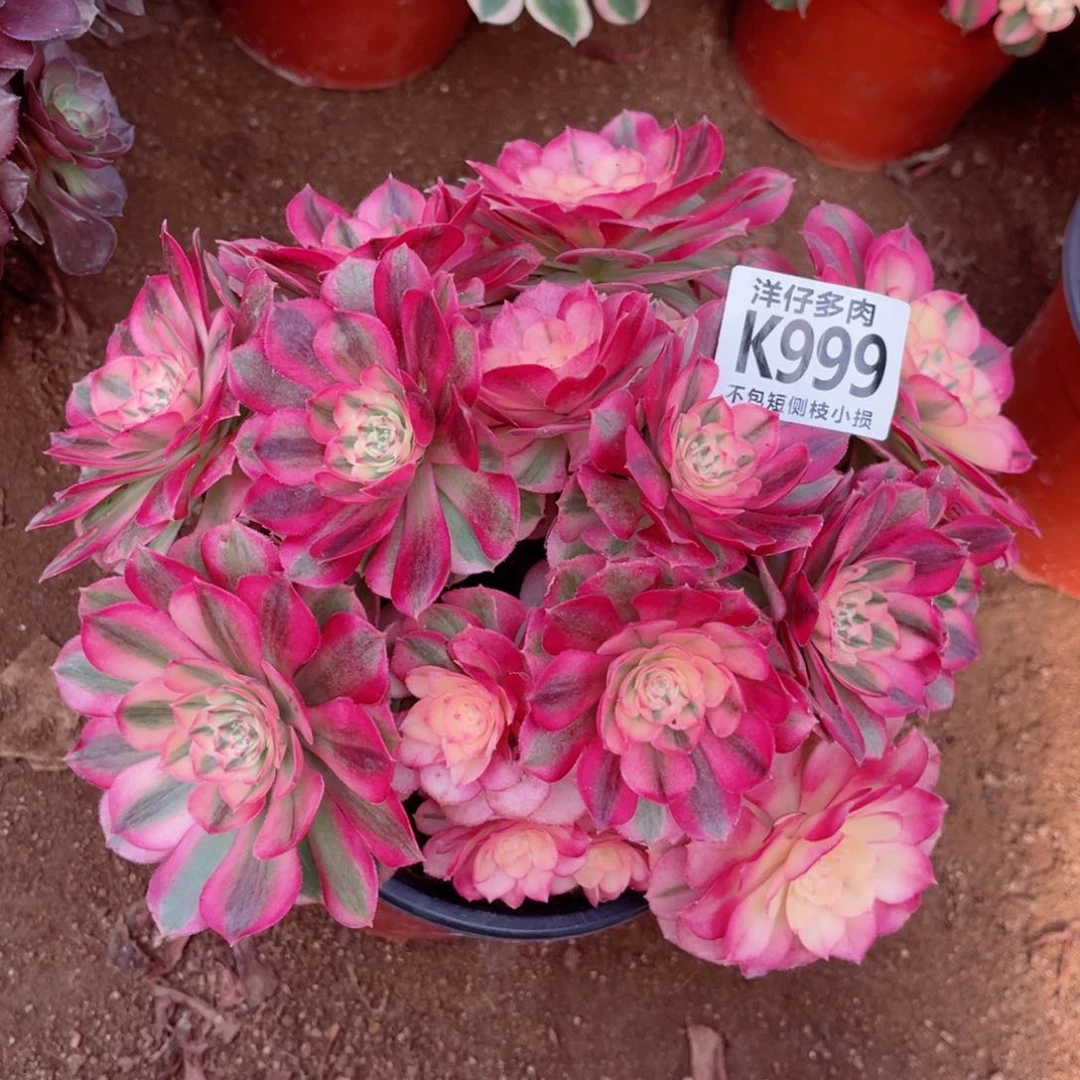 999倾城 冠幅25左右