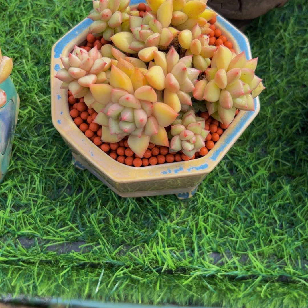 ⦮***⦯黄金象牙多肉植物