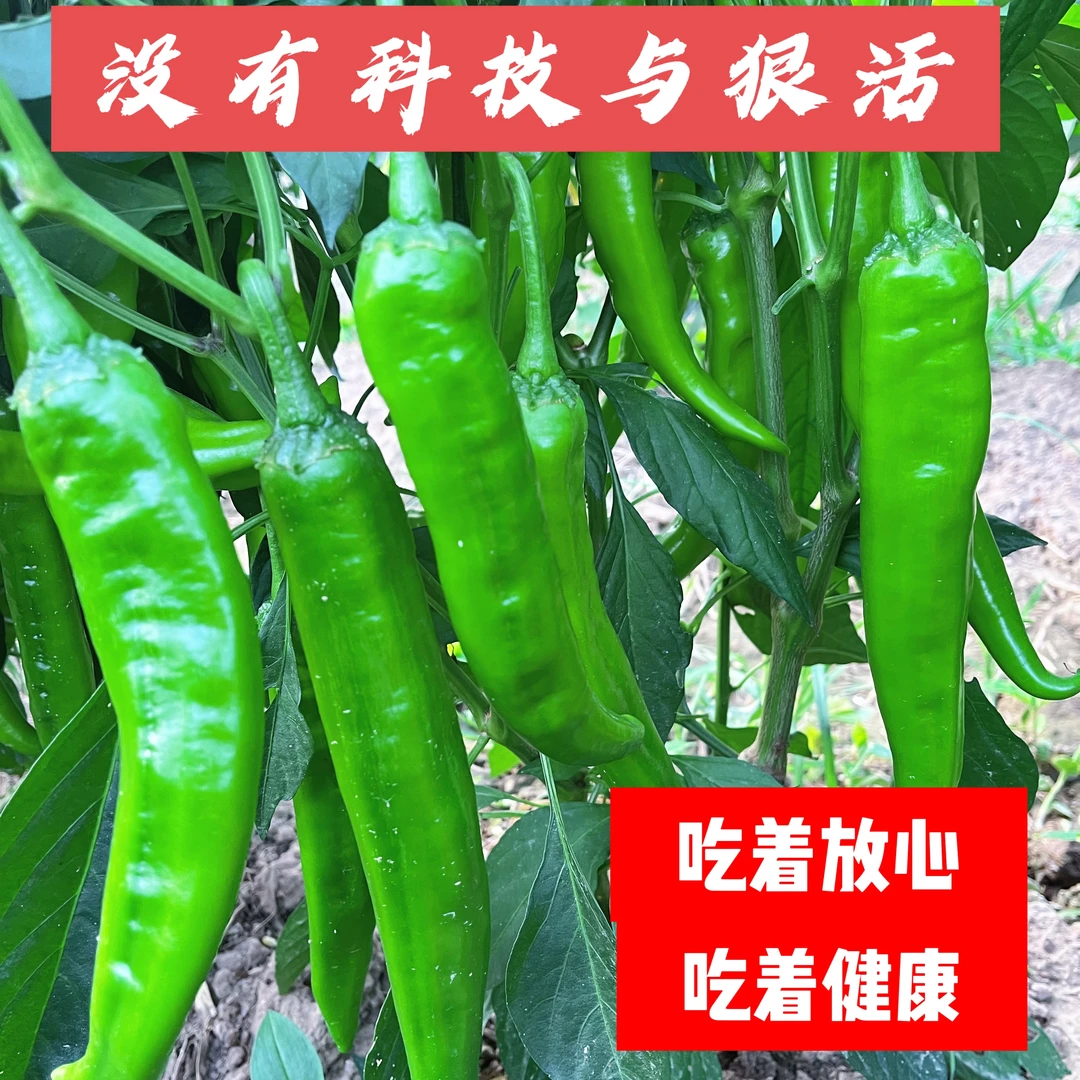农家自种土辣椒香辣中辣皮薄肉脆新鲜采摘青椒虎皮辣椒现摘现发