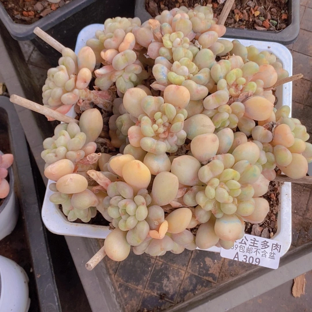 比尔盖茨18cm309多肉植物