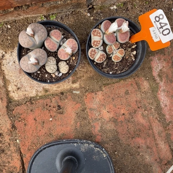 今***八生石花等植物的生长840