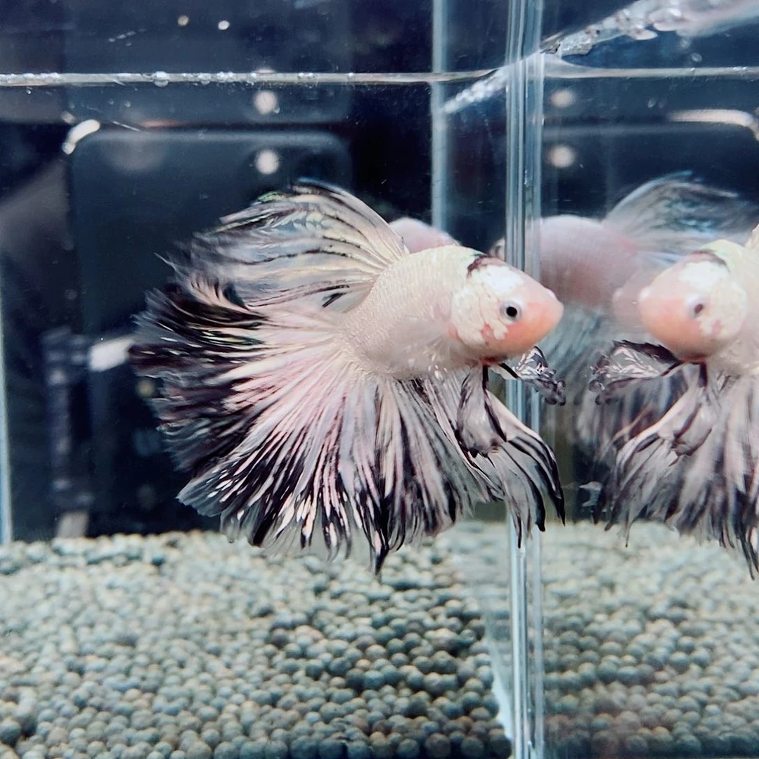 斗鱼?****店黑165号a a a a a