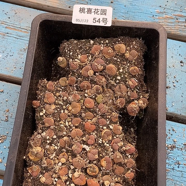 桃喜花园0522-54风铃