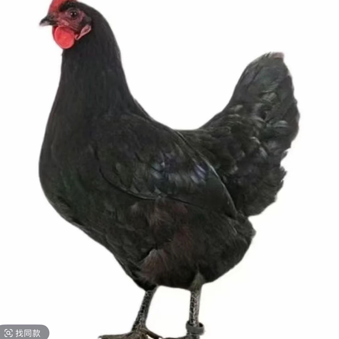 【产黑壳蛋 礼盒发货】买10送4包邮到家(半斤发货)