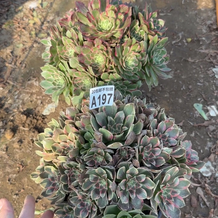 197号……2颗……多肉植物……