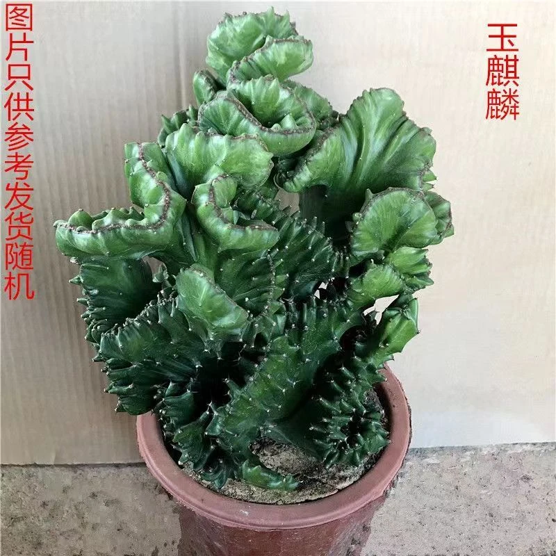 玉麒麟仙人掌盆栽室内外防辐射办公室摆放美观创意绿植多肉花卉