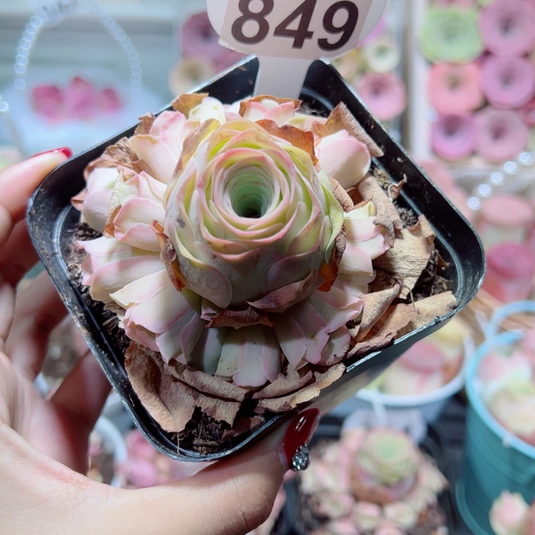849蜜桃仙子手捧花。