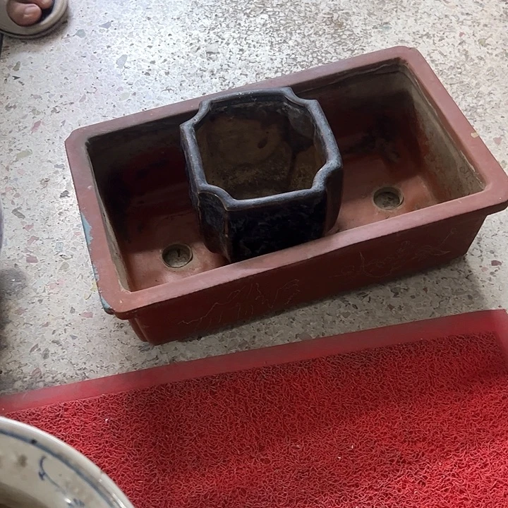 红陶鸦****哥。。。。。。。。。。。。