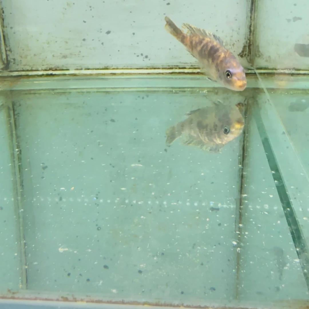 @***，海水果酱猫692。