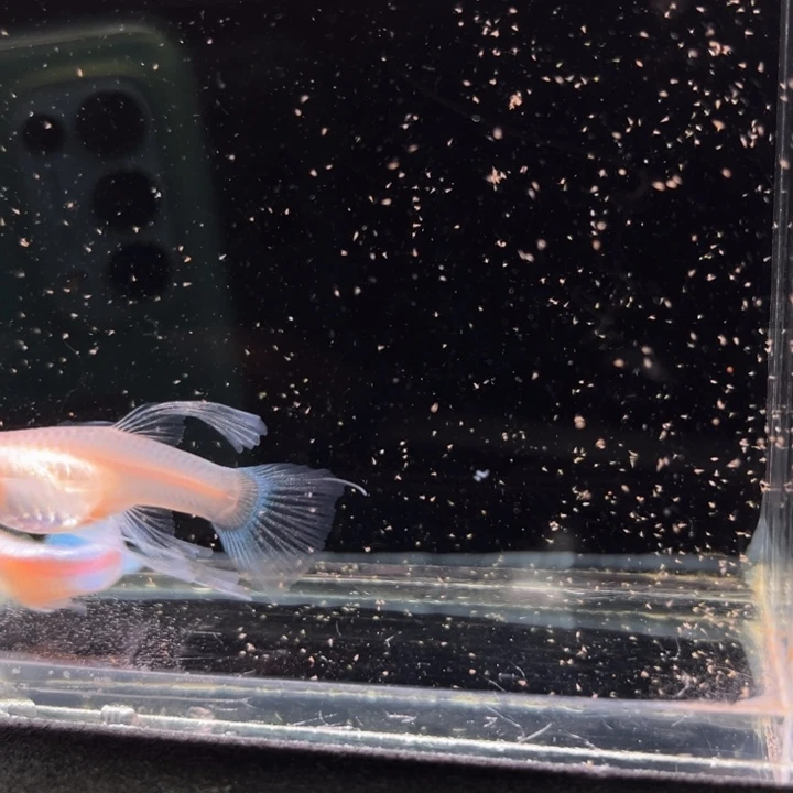 孔雀鱼蓝白大C1对
