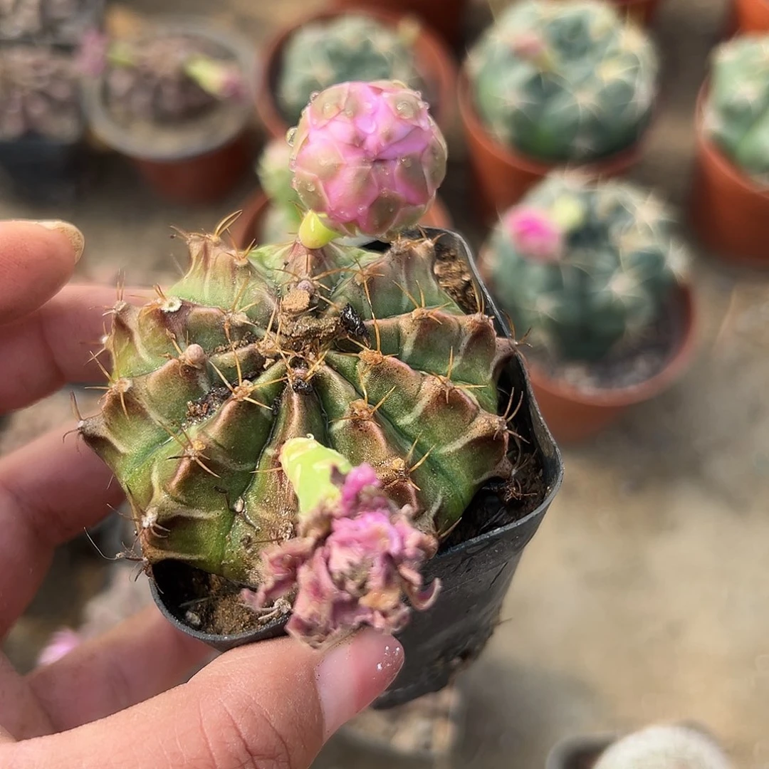 多肉植物多肉植物