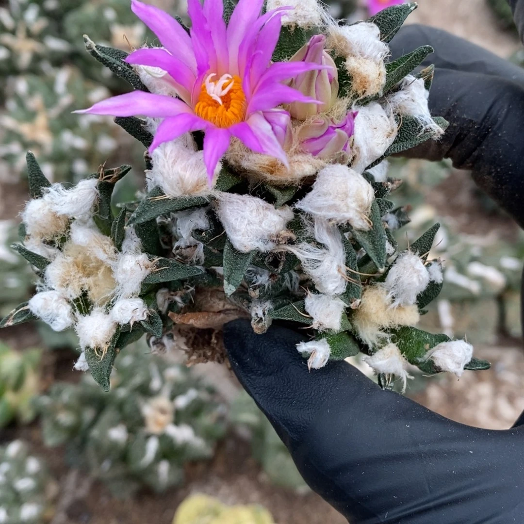 自根龙舌兰群福利福利