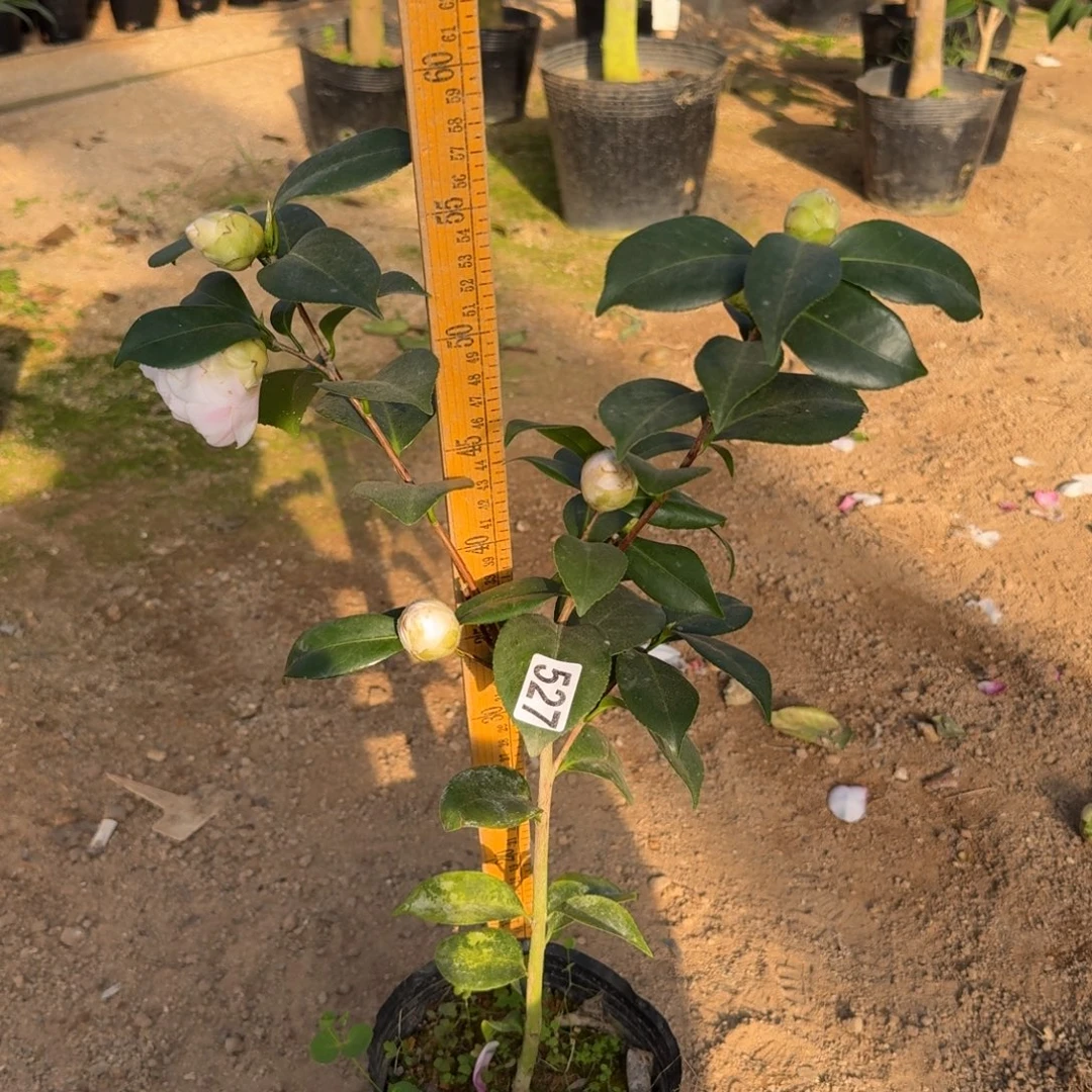 少量花朵（建议范围：2朵-5朵 或40%以下）517白乔伊