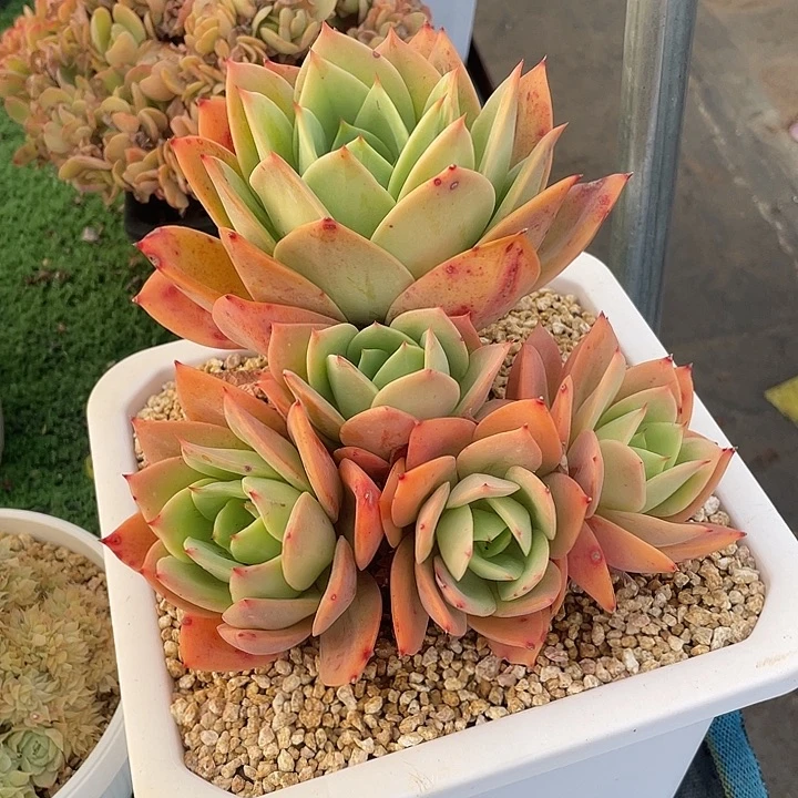 139 多肉不带盆土满20包邮发货