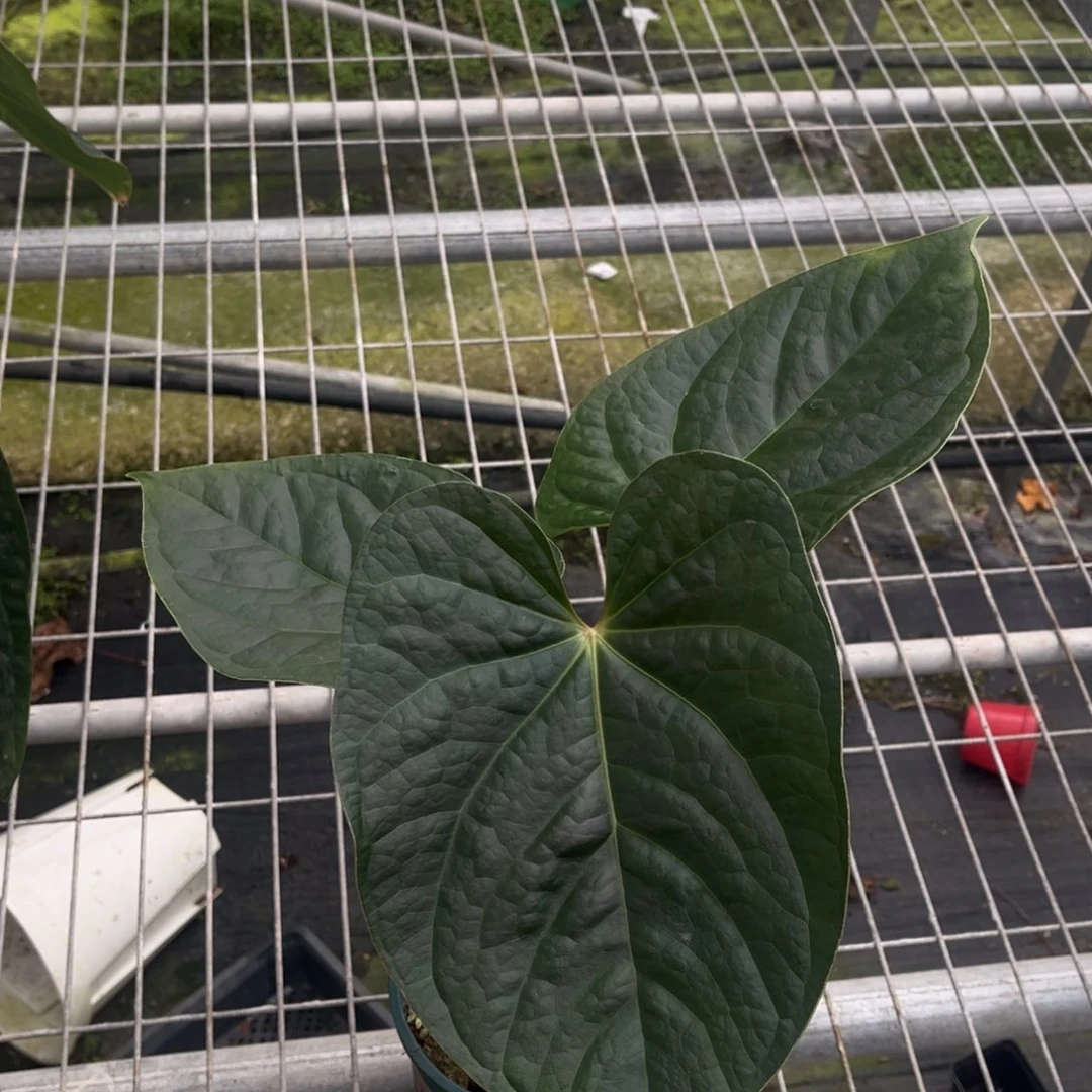 无花朵papi奢4890