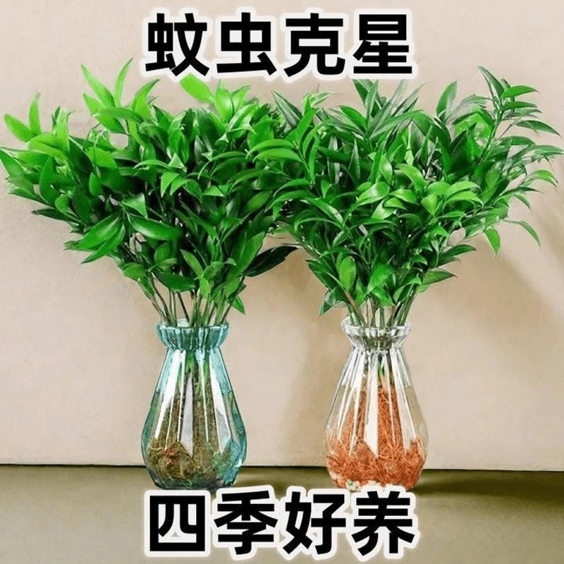 室内驱蚊竹柏办公室桌防蚊好养不死水培绿植盆栽四季常青客厅盆景