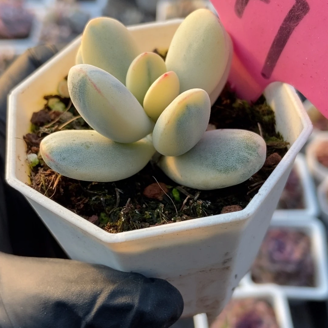 47福娘锦多肉植物多肉