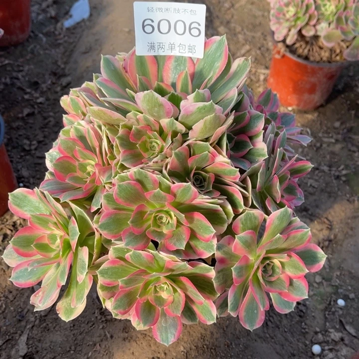 6006女郎的人多大的