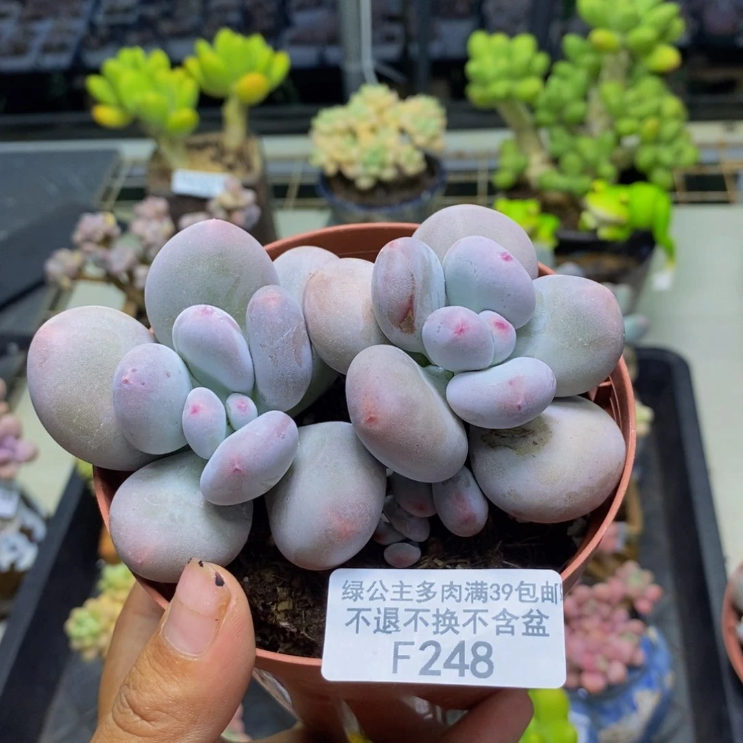 248大叶奶多肉8c m