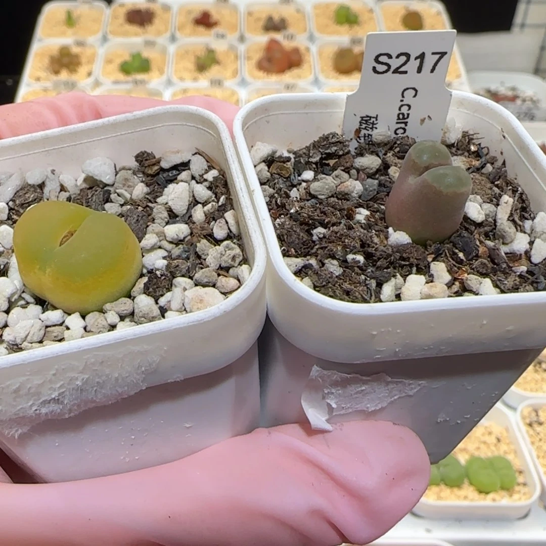 熊*熊肉锥多肉植物百科-1401