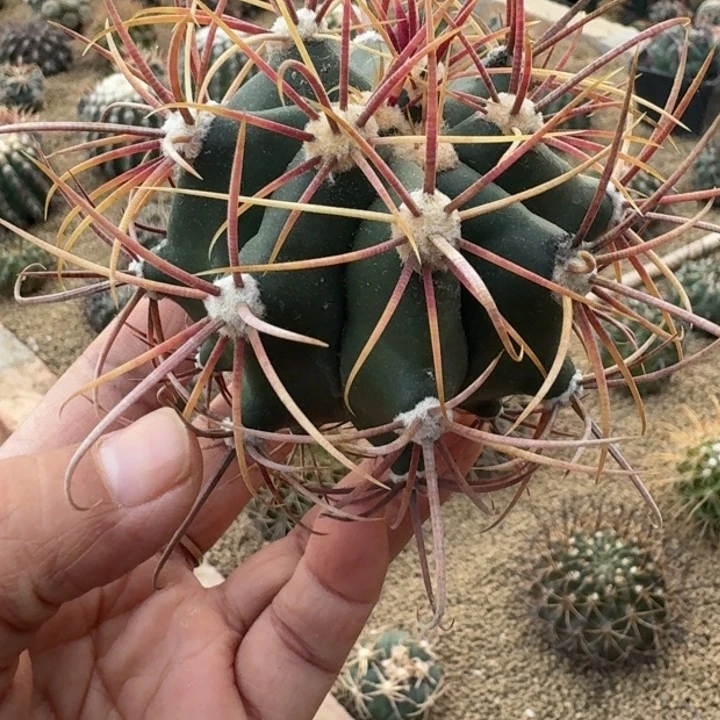 仙人球，白鸟丸，有根