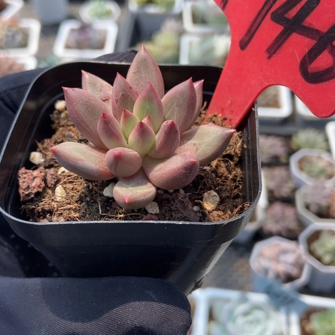 1746虞美人杂多肉植物保护