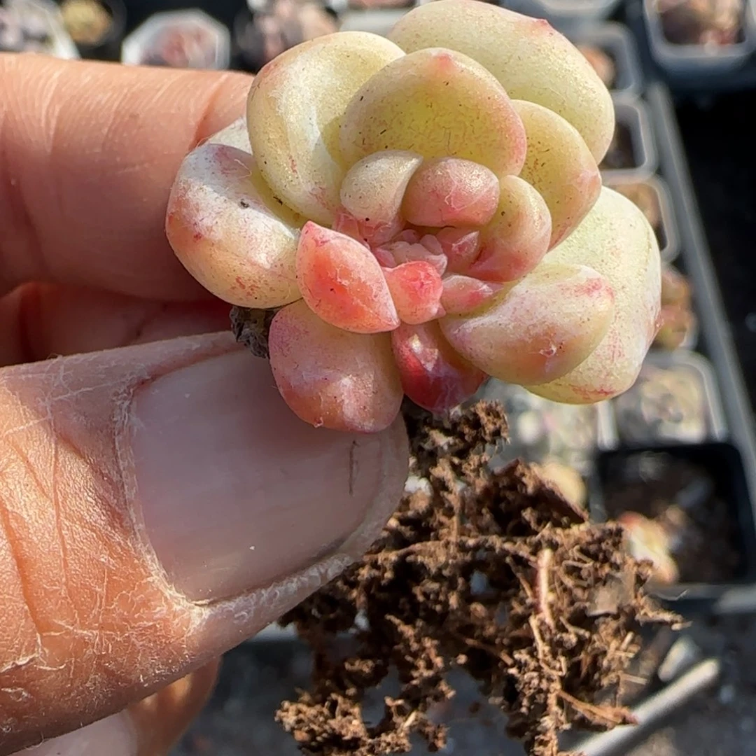 多肉小卡拉米糖心一物一拍