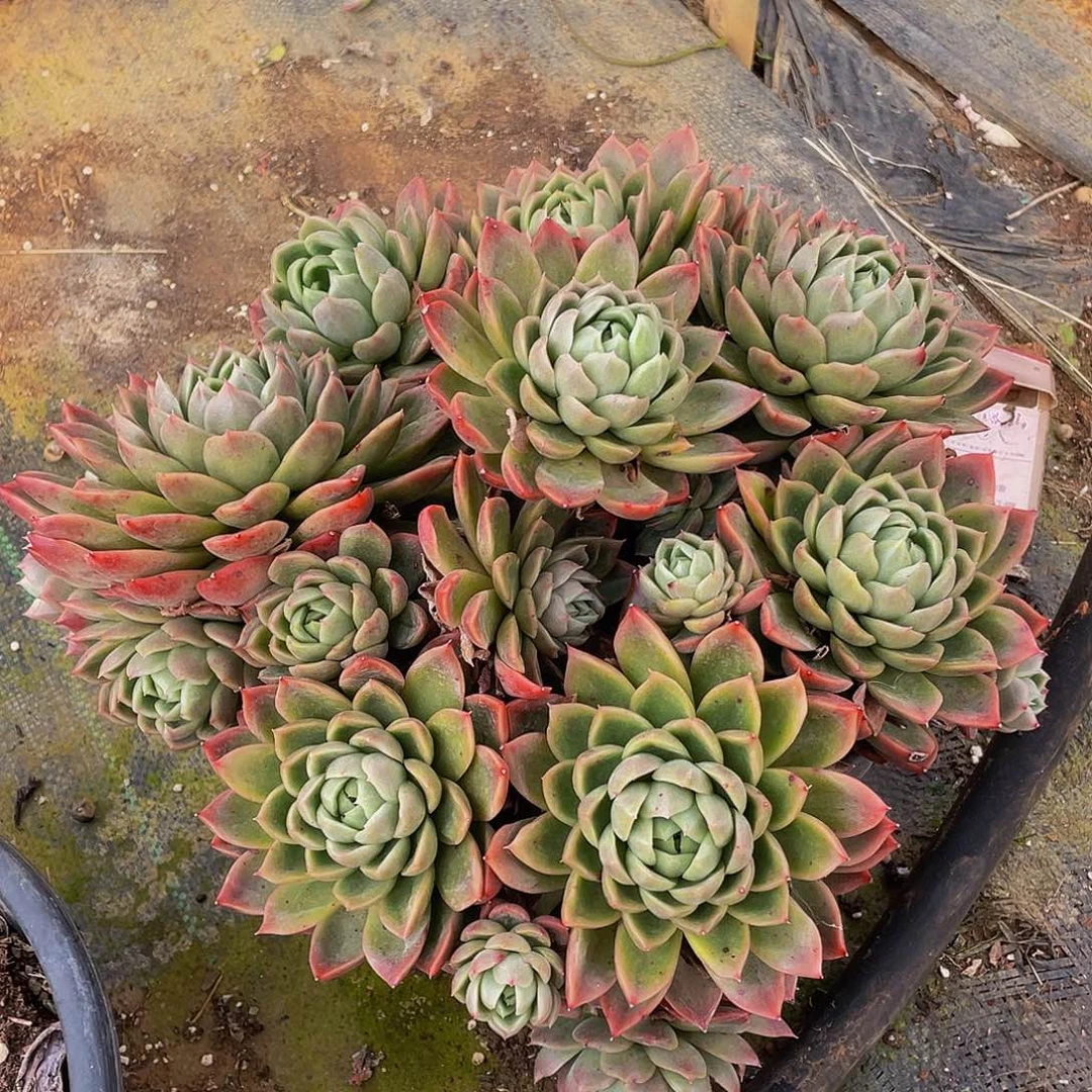 红女巫带盆土39.8，不包整，不售后