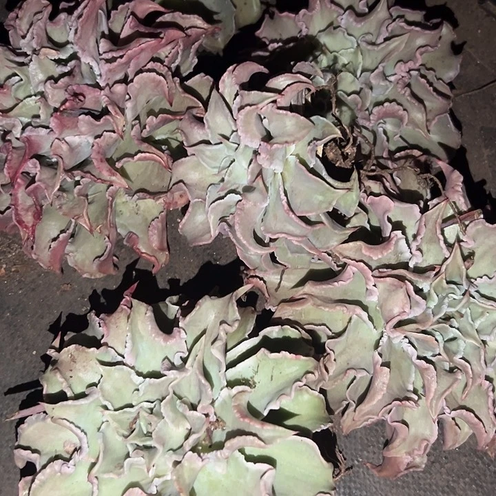 无花朵上****媒超大饺子皮一共6颗。