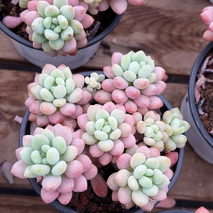 鱼子酱          福利多多