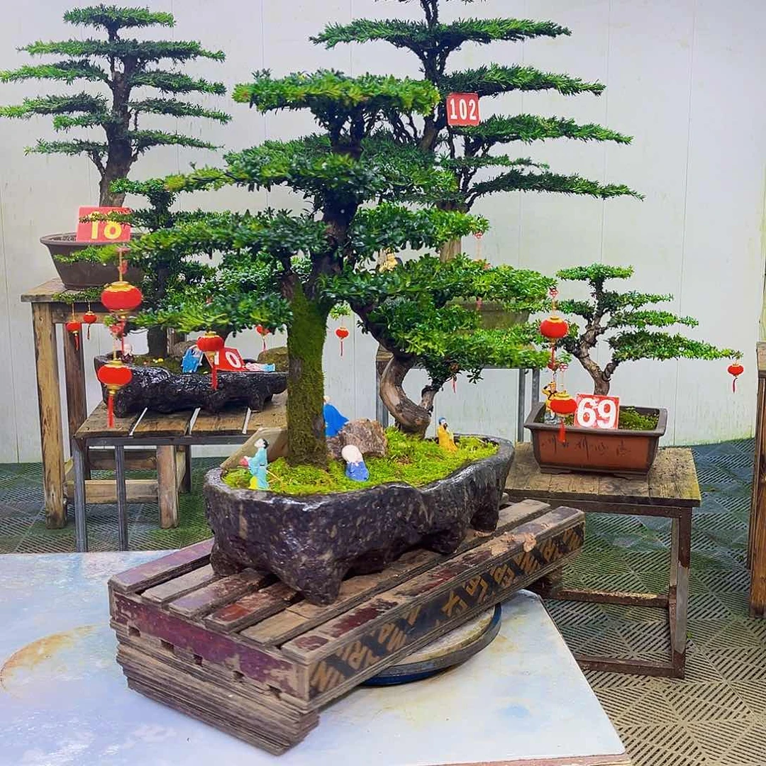 无花朵罗汉松盆景艺术