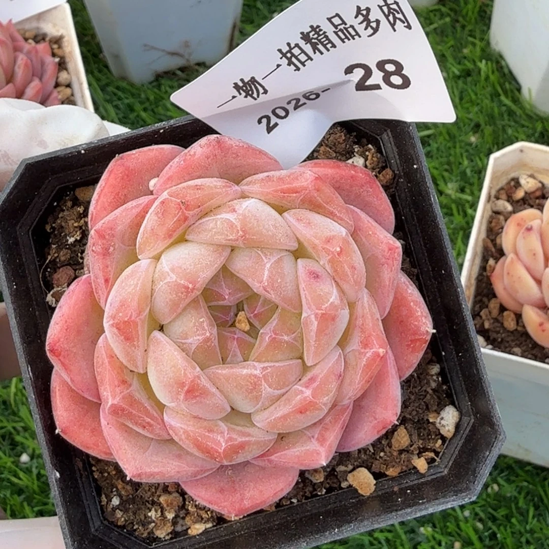 0101-28多肉一物一拍