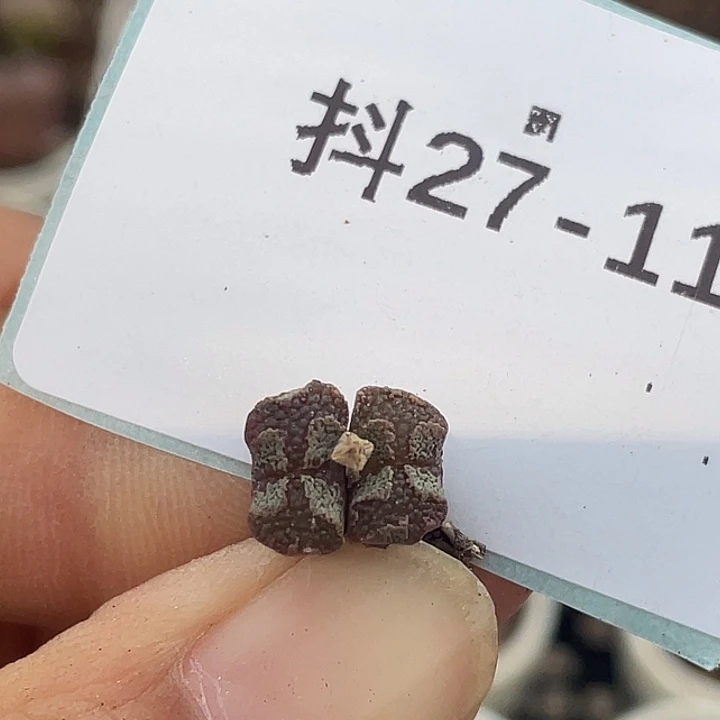 27-11超碟多肉植物
