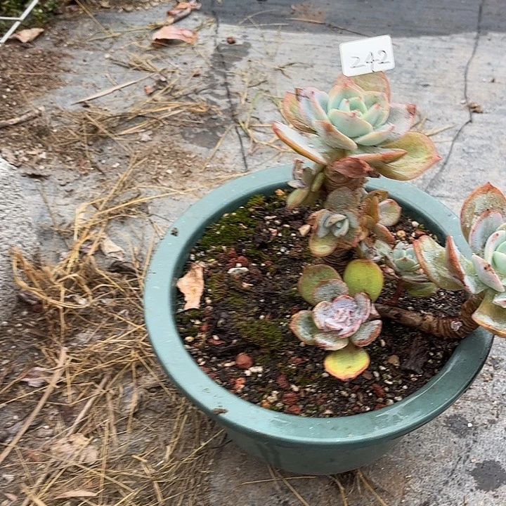 风***念242白凤不售后脱土发货不退不换