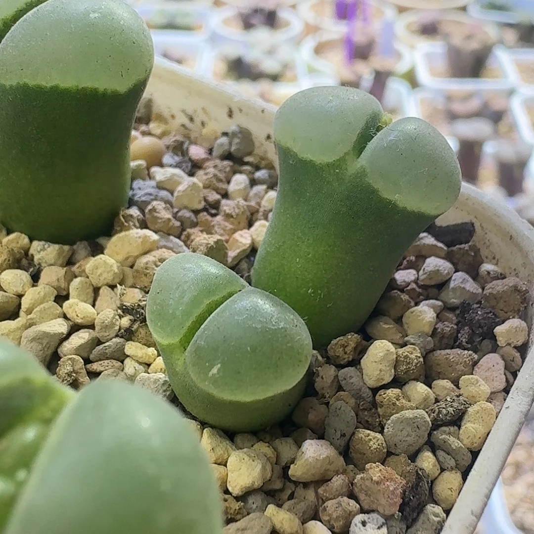 76号双头风铃y400一物一拍